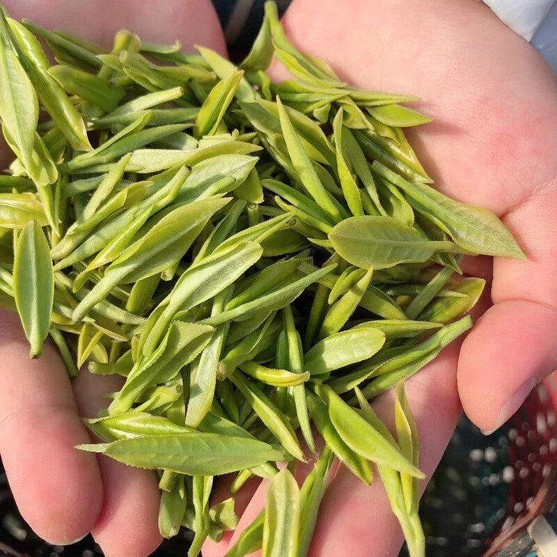 1000g Premium Grade Zhejiang AnJi Bai Pian White Tea An Ji Bai Cha Green Tea
