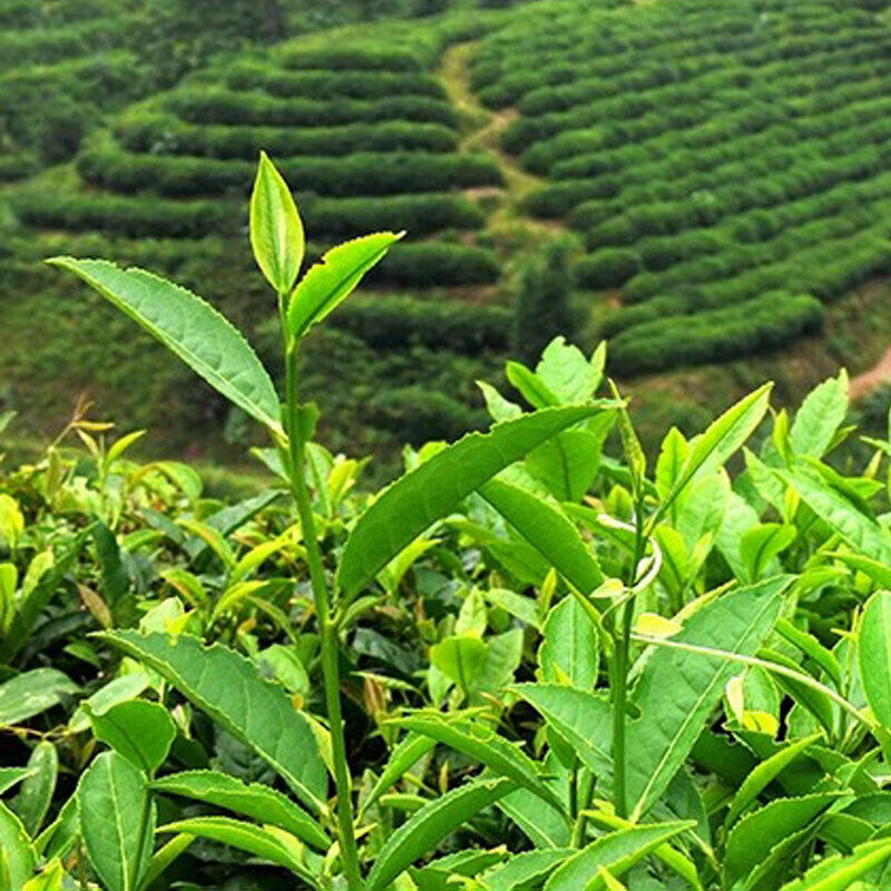 TAIWAN STYLE MILK OOLONG TEA SILK JIN XUAN OOLONG HIGH MOUNTAINS