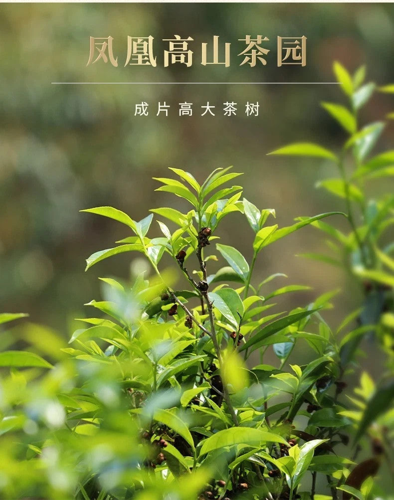 500g Phoenix Dancong Oolong tea FengHuang dancong tea Zhilan Fragrance 125g*4