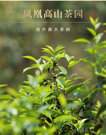500g Phoenix Dancong Oolong tea FengHuang dancong tea Zhilan Fragrance 125g*4