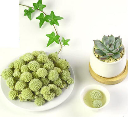 Tibet Green Radish Tea Top Grade Shirley Wild Flower Tea Scented Tea Chinese Tea