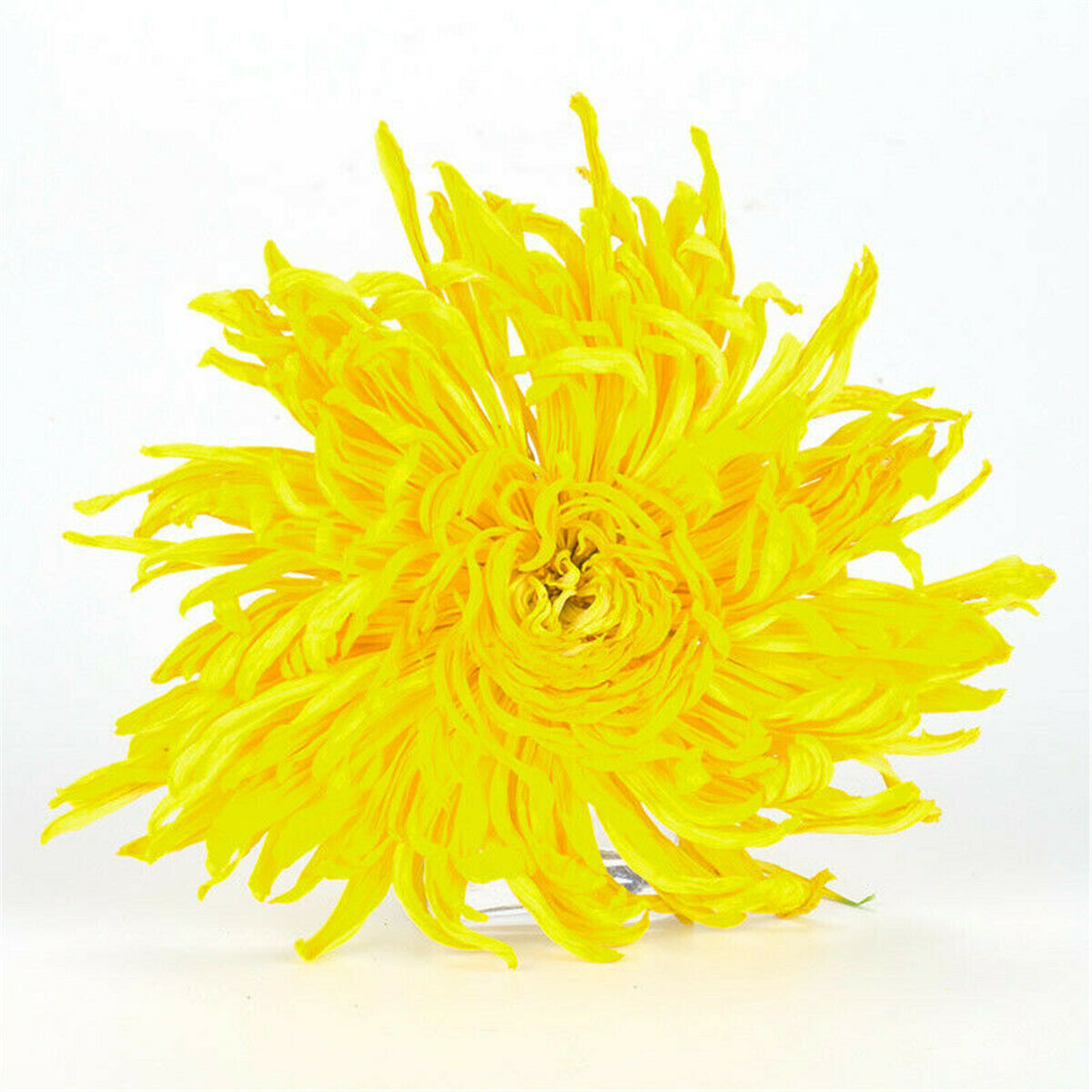 Big Flower Scented Tea Dry Herbal Health Tea Organic Yellow Chrysanthemum Tea