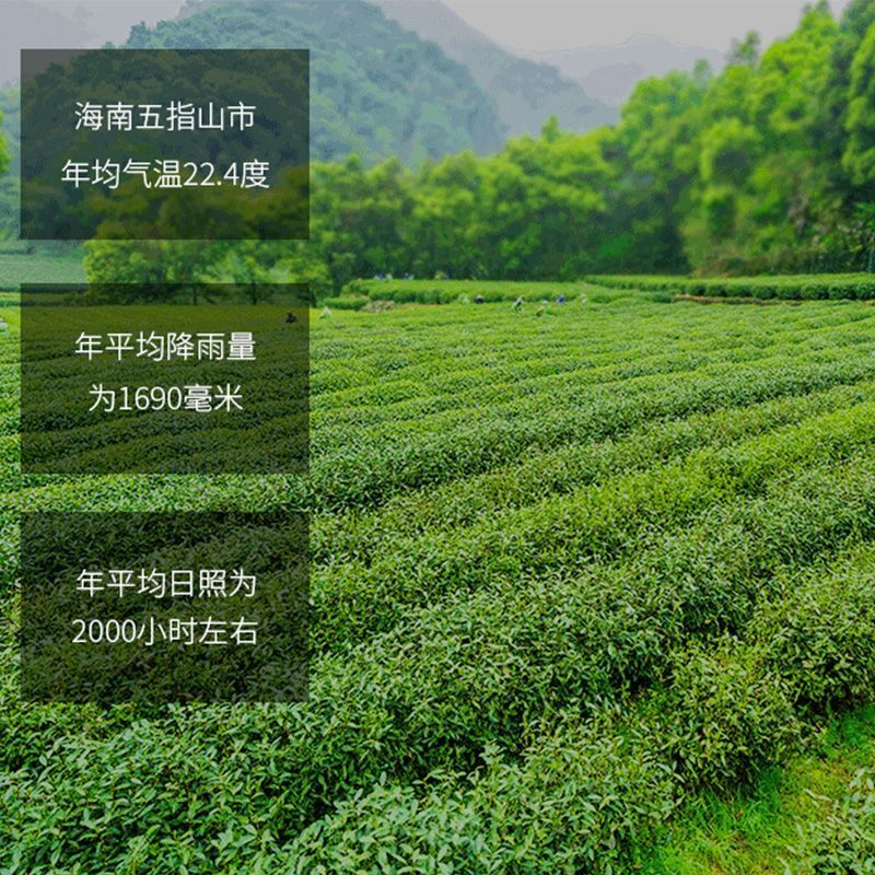 Hainan Agarwood Tea White Aquilaria Leaf Agarwood Leaf Health Tea