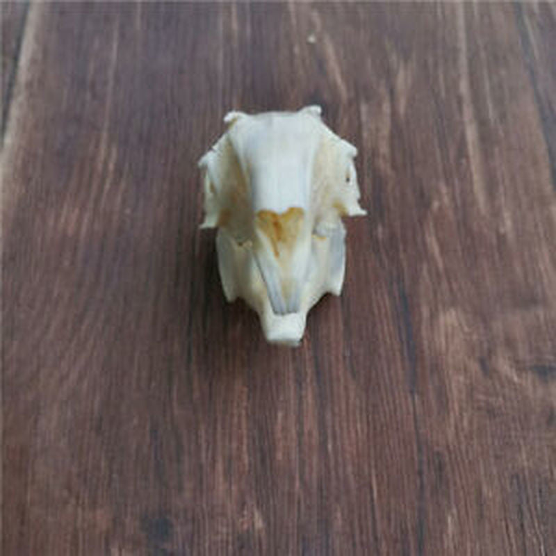 3.1 Inch Animal Skull Real Rabbit Skull Collection Specimen Crafts About