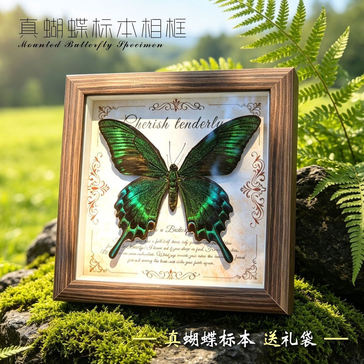 Real Green Swallowtail Butterfly Taxidermy Wooden Frame Vintage Home Gift