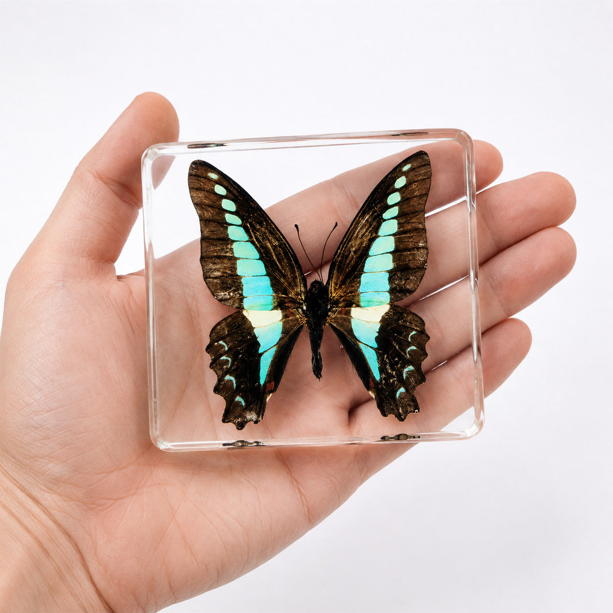 Real Common Bluebottle Butterfly Specimen Resin Block Insect STEM Education