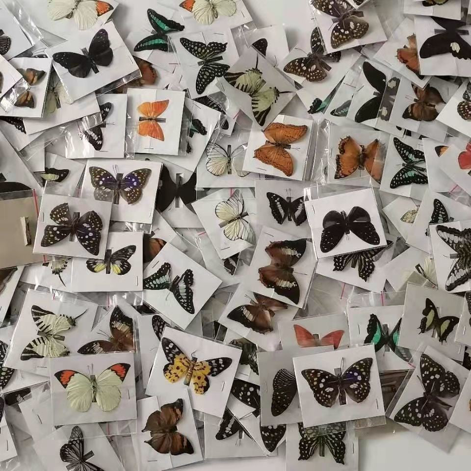 20 Pcs DIY Real Butterfly Specimens Mixed Species Taxidermy Home Decor Gift