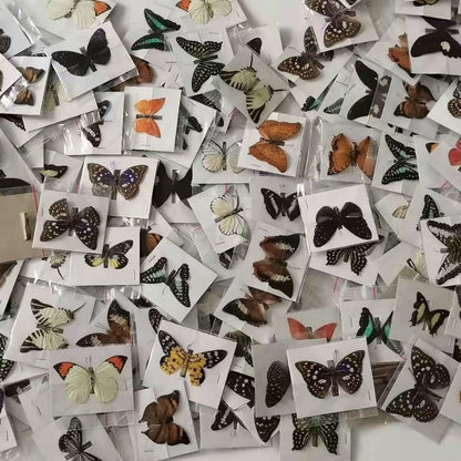 20 Pcs DIY Real Butterfly Specimens Mixed Species Taxidermy Home Decor Gift