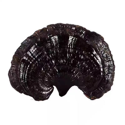 Pure Natural Black Lingzhi – Authentic Whole Dried Reishi Mushrooms 500g