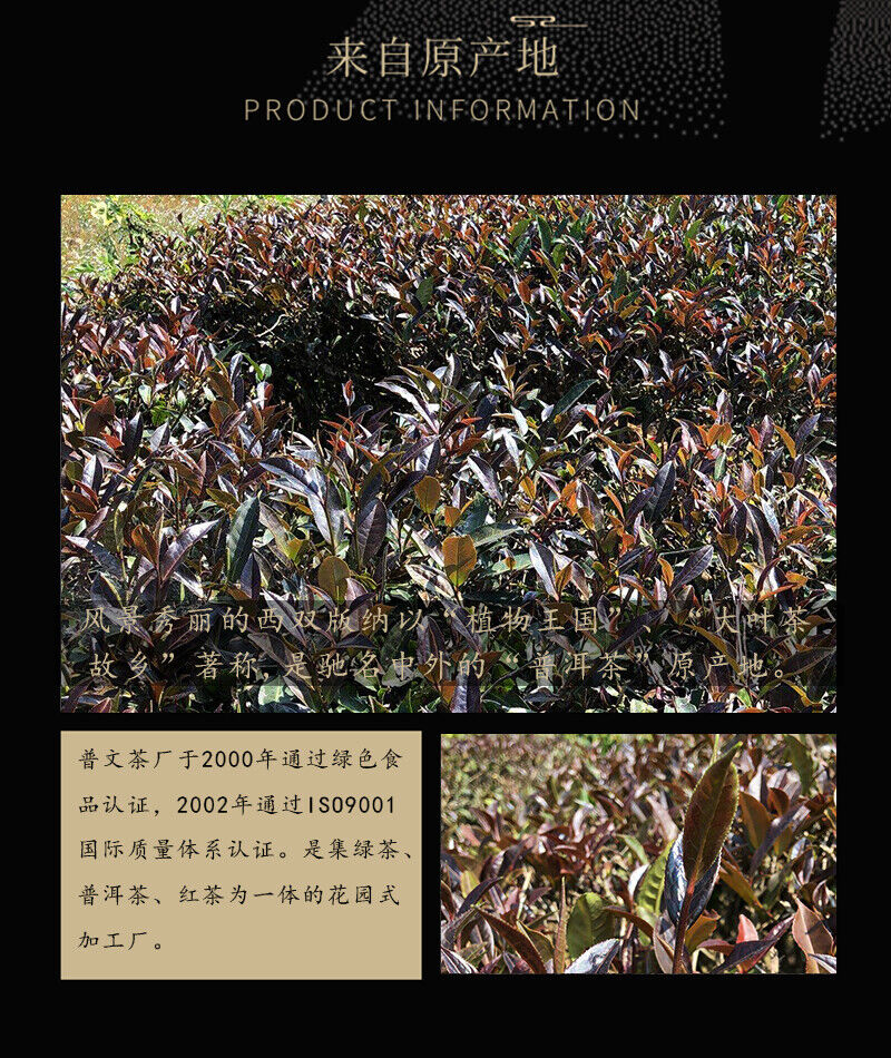 2019 ZI JUAN Tea Puwen Yunya Purple Puer Tea Shen Pu'er Green Pu-erh Raw 400g