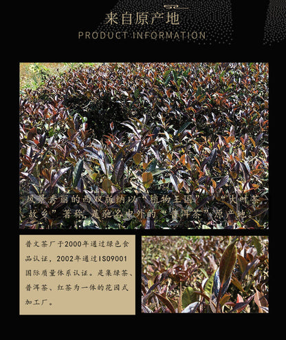 2019 ZI JUAN Tea Puwen Yunya Purple Puer Tea Shen Pu'er Green Pu-erh Raw 400g