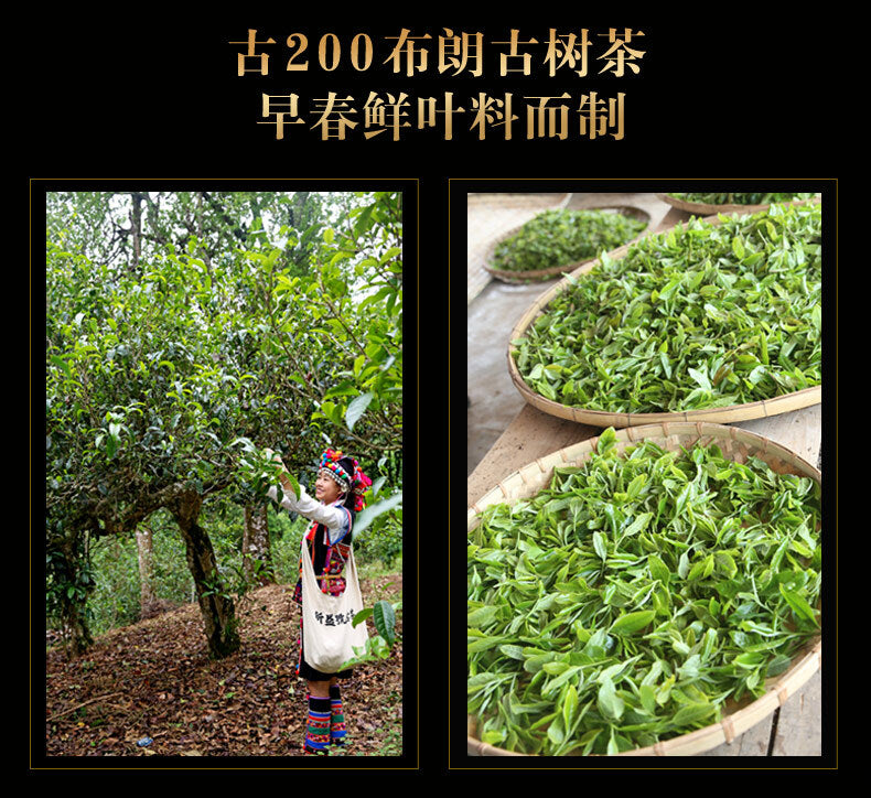 Xin Yi Hao Bulang Mountain Old Tree Tuo Cha Pu-erh Tea 500g Ripe