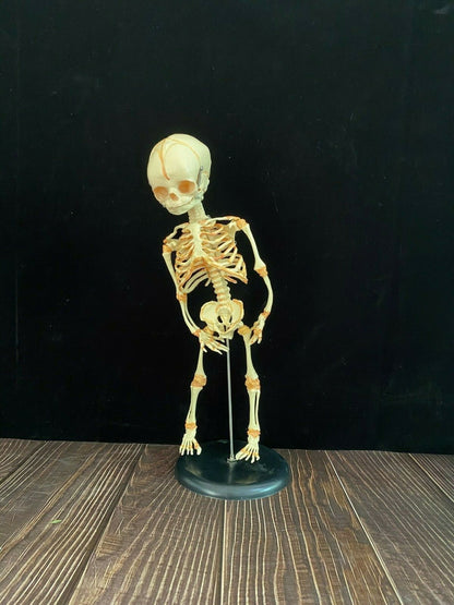 13.7" Baby Skeleton Model Fetal Model Human Body Teaching Newborn Baby Skull