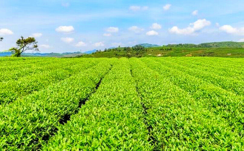 200g Green Tea Fengqing Ancient Tree Black Tea Yunnan Dian Hong Black Tea Cake