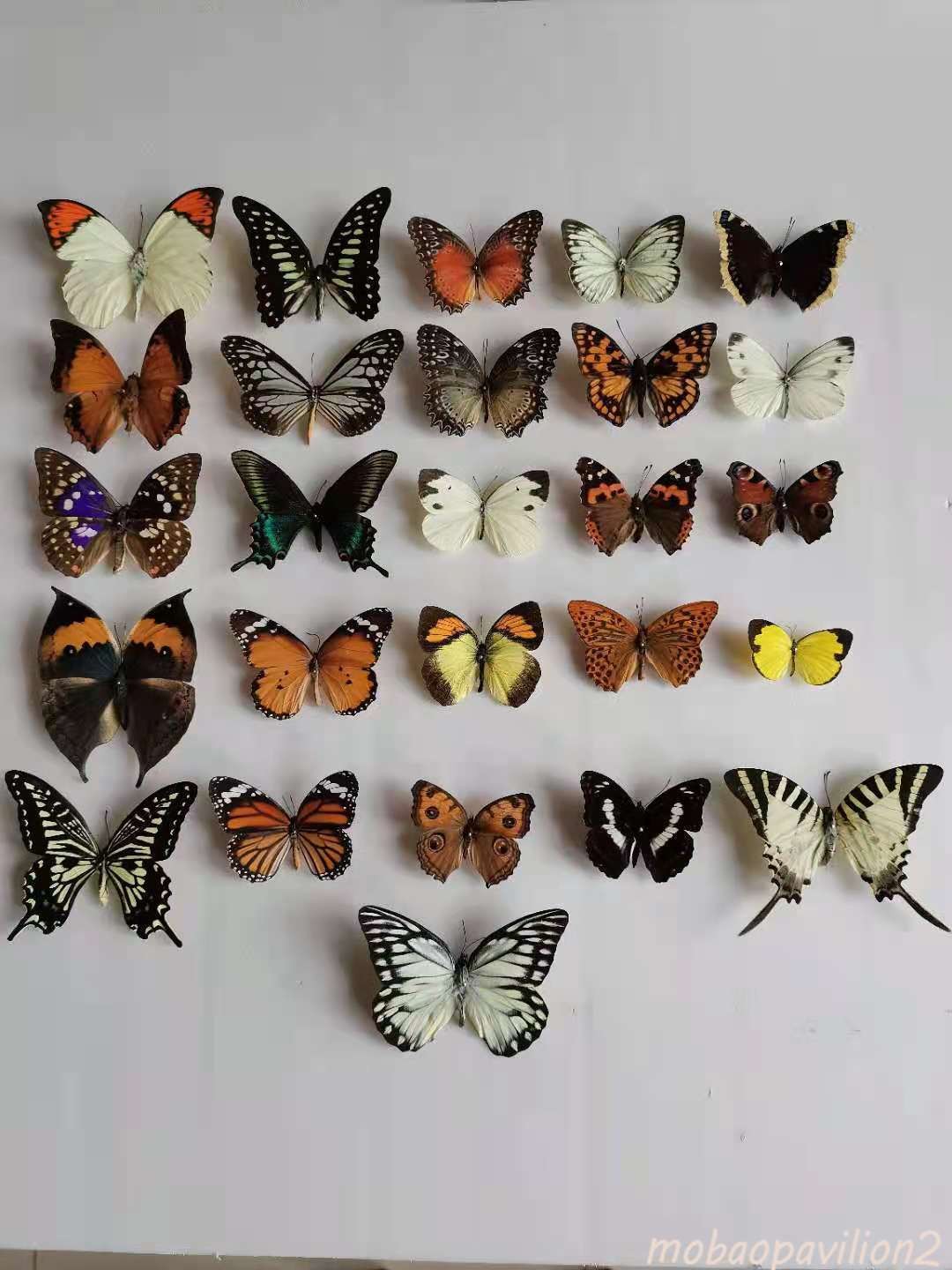 （Butterfly Species with No Duplicates）20pcs natural Real Butterflies Specimen