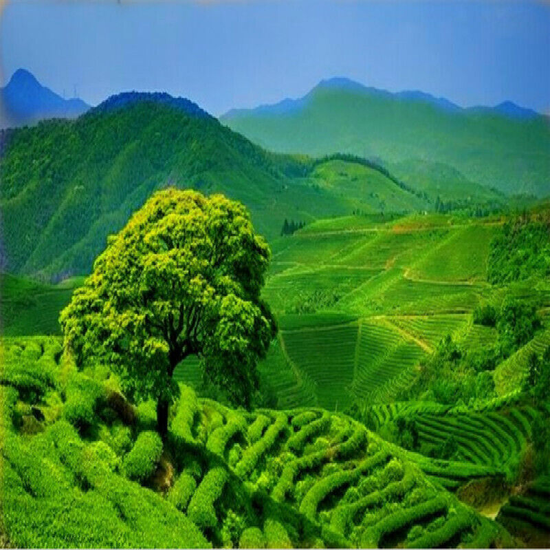Golden Sail Old Ripe Puer Tea Brick Jinfan Brick Tea 2852 Aged Puer Tea 250g