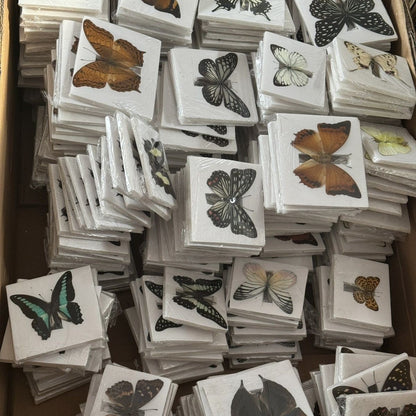 30 Assorted Real Butterfly Specimens Spread Wing PVC Packed A1-A- Grade