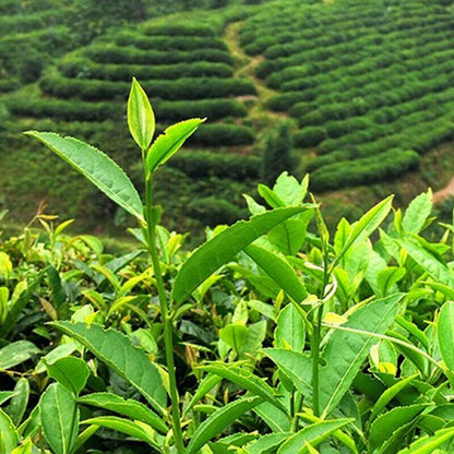 Milk Oolong Chinese Green Leaf Tea 250g