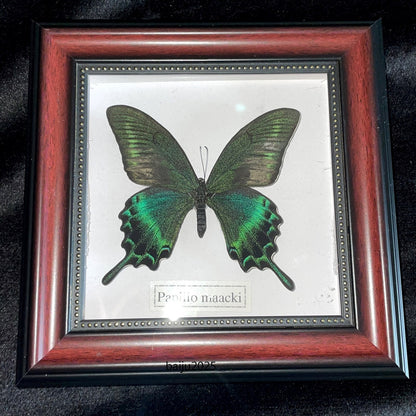Beautiful Framed Butterfly desktop Decor Collectables Entomology Specimen