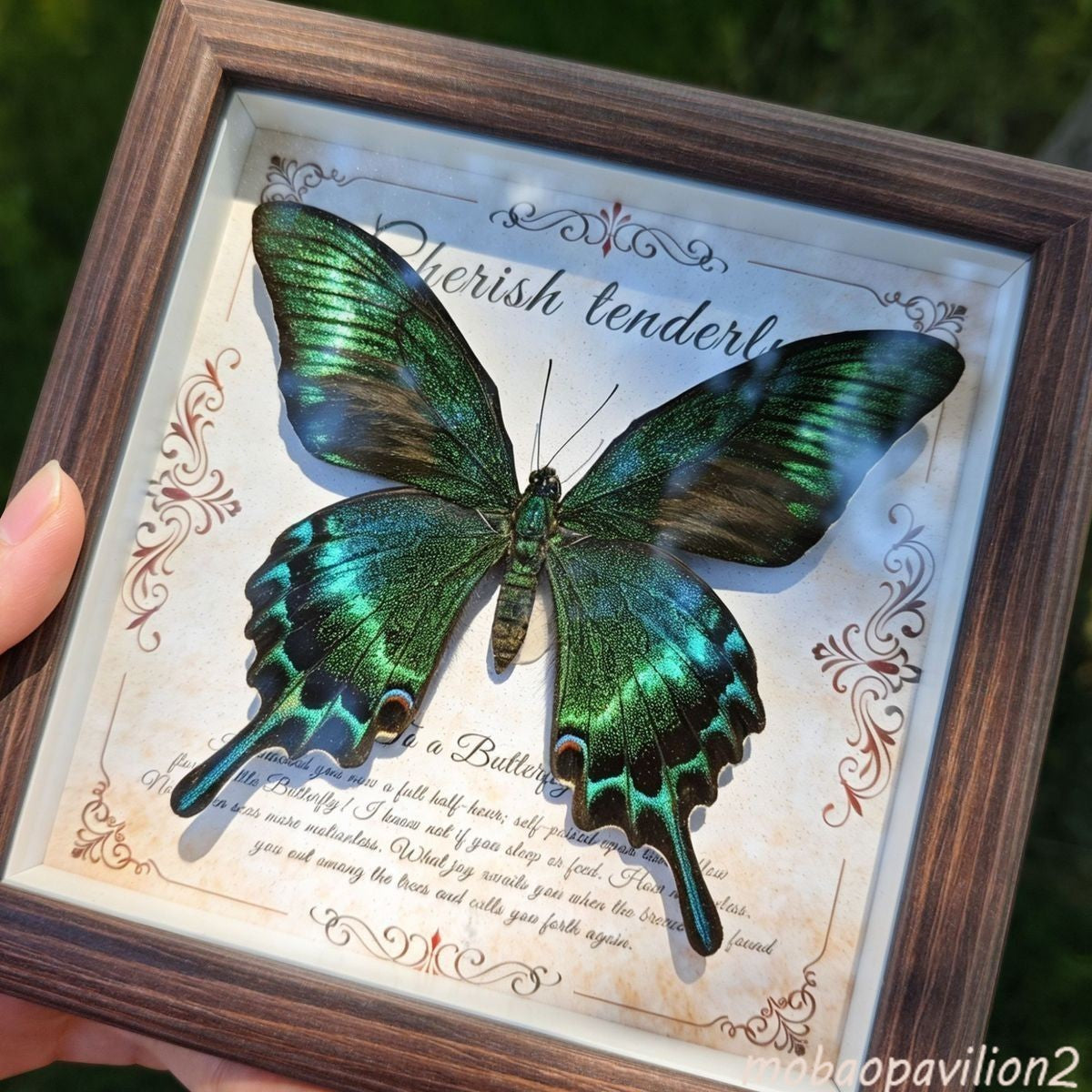Real Green Swallowtail Butterfly Taxidermy Wooden Frame Vintage Home Gift