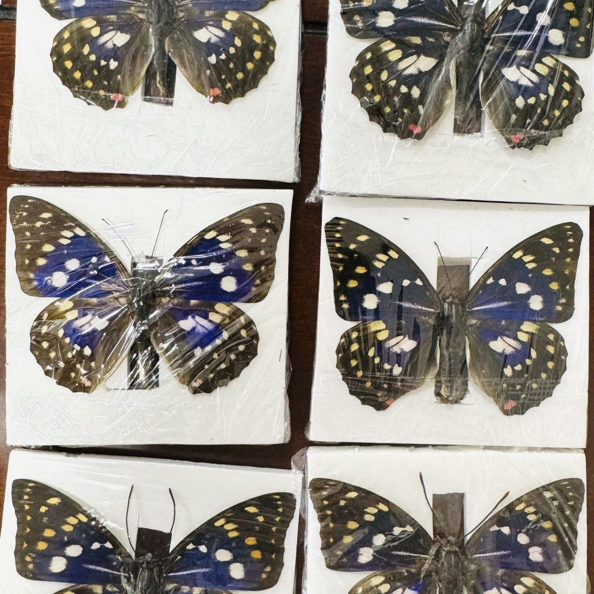 Great Purple Emperor 10 Pack Spread Wing 9-11cm Wingspan A1-A- Grade