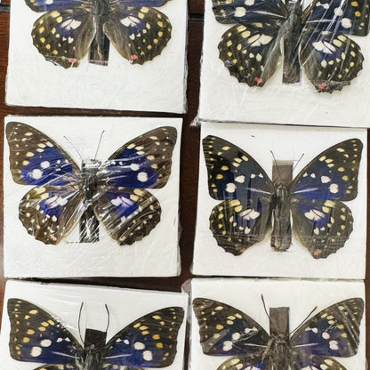 Great Purple Emperor 10 Pack Spread Wing 9-11cm Wingspan A1-A- Grade