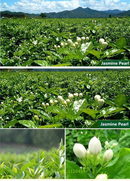 50g Jasmine Tea Organic Loose Leaf Green Fresh Tea Fragance Chinese Tea Hua Tea