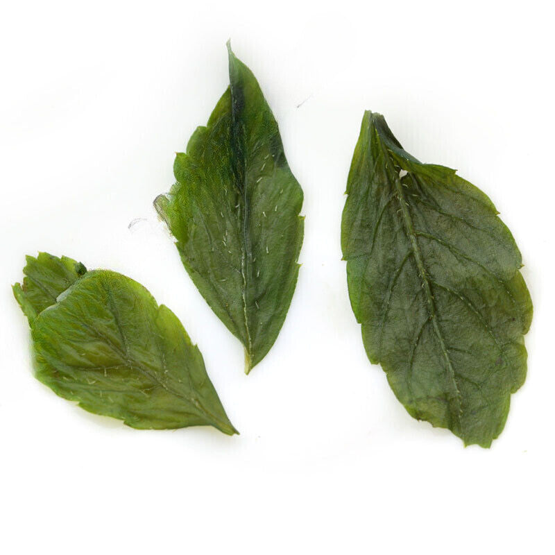 250g/8.8oz Supreme Jiaogulan Gynostemma Pentaphyllum Tea Herbal Green