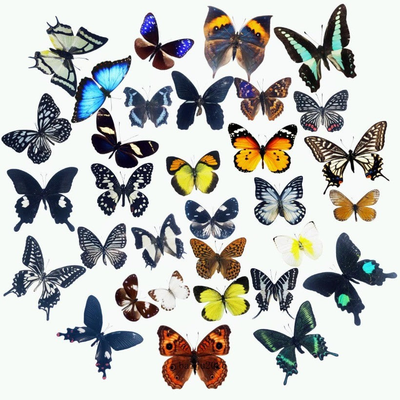 15 Pcs of Real Dried Dead Butterflies with Spread Wings Shaped, Natural