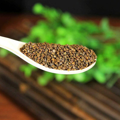 Pure Natural Flastem Milkvetch Seed Semen Astragali Complanati Great Quality