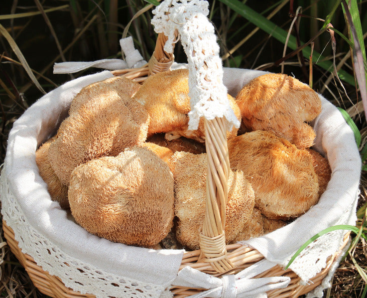 Gutian Hericium Edible Mushroom Bulk High Quality Hot New古田猴头菇食用菌 散装猴头菇 250g