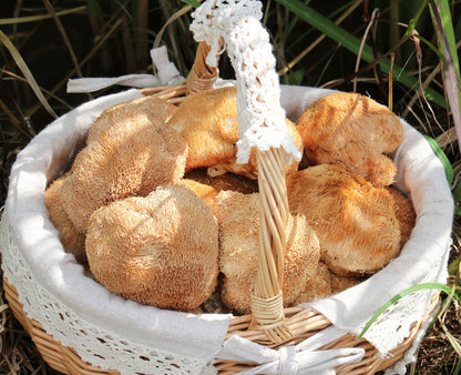 Gutian Hericium Edible Mushroom Bulk High Quality Hot New古田猴头菇食用菌 散装猴头菇 250g