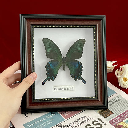 Beautiful Framed Butterfly desktop Decor Collectables Entomology Specimen
