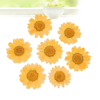 Dried Flowers Pressed Dry Daisy Epoxy Resin Jewelry Making Materials 120Pcs/Lot