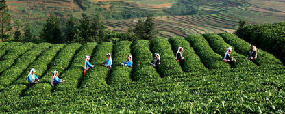 50g Mint Leaves Wild Mint tea Premium Cool Mint Tea Herbal Tea Reduce Liver Fire