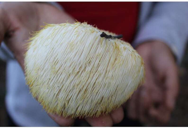 Wild Lion's Mane Mushroom Premium Hericium Erinaceus Very Delicious Top Quality