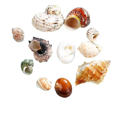 Crab Shells Mixed Ocean Hermit DIY Seashell Fish Tank Wedding Decor 4-6cm 11Pcs