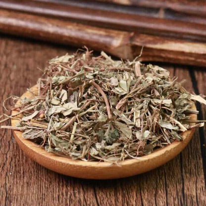 Organic Herbal Phyllanthi Urinariae Common Leafflower Herb Great Quality