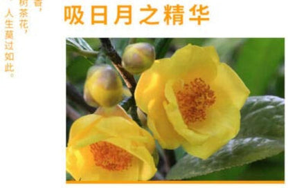 Yunnan Old Trees Camelias Flower Pu Erh Puer Tea 357g Honey Sweet China Pu-er