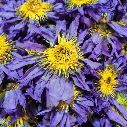 Flower Herbal Tea Nymphaea Caerulea Savigny 100g Dried Loose Blue Lotus-