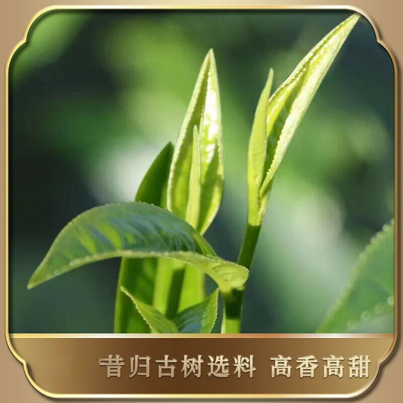 Xigui Raw Tea Yunnan Ancient Tree Puerh Tea Raw Tea Cake 357g