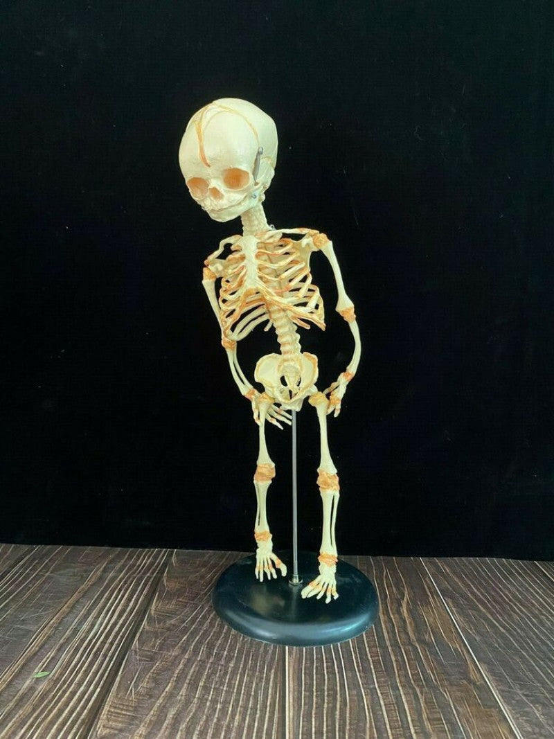 13.7" Baby Skeleton Model Fetal Model Human Body Teaching Newborn Baby Skull