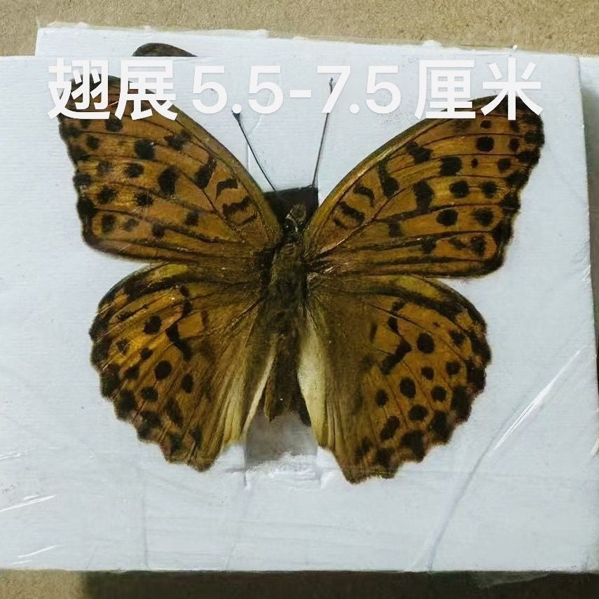 Silver-washed Fritillary 10 Pack Spread Wing 5.5-7.5cm A1-A- Grade