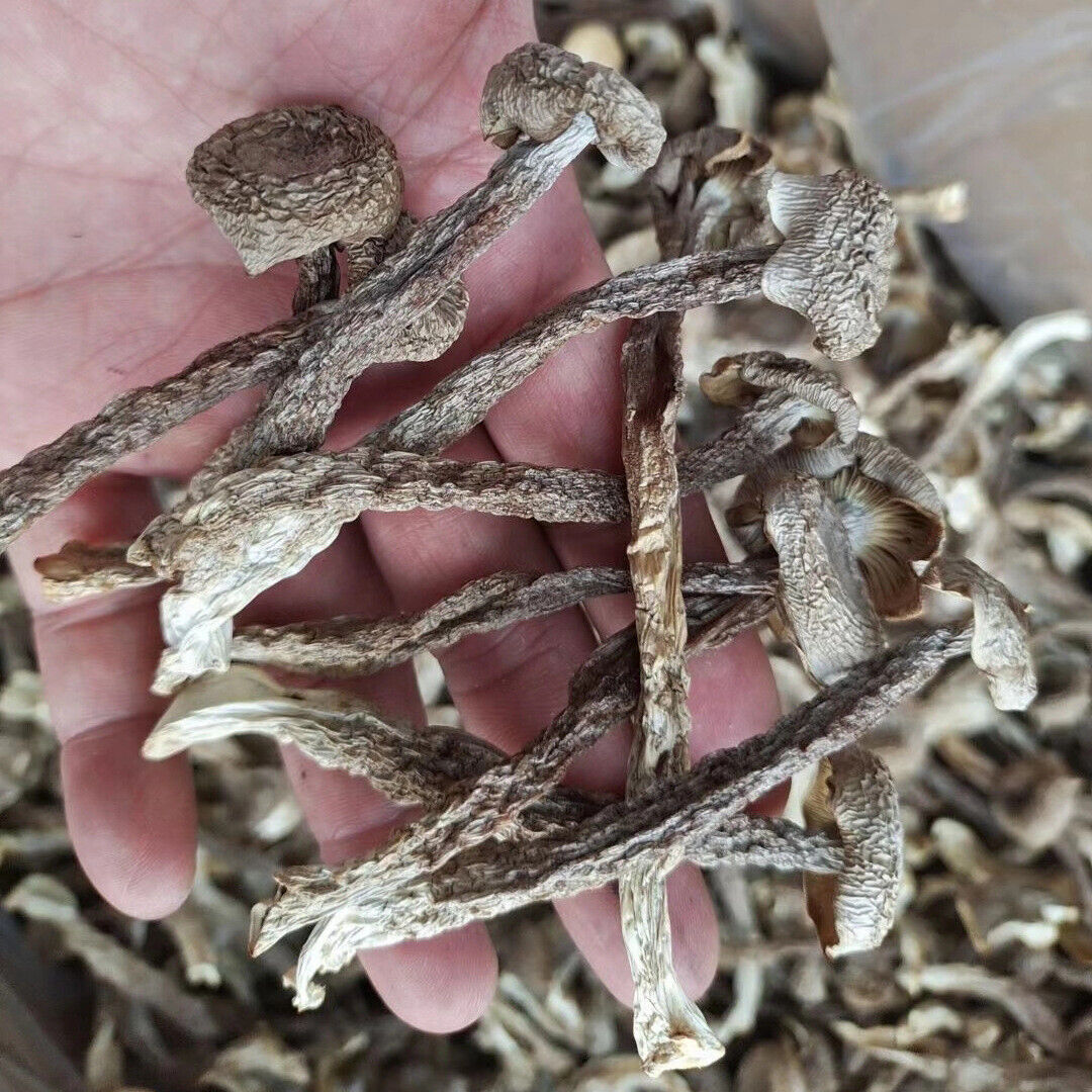 Premuim Deep Mountain Edible Fungi Dried Velvet Mushroom Antler Mushroom 250g
