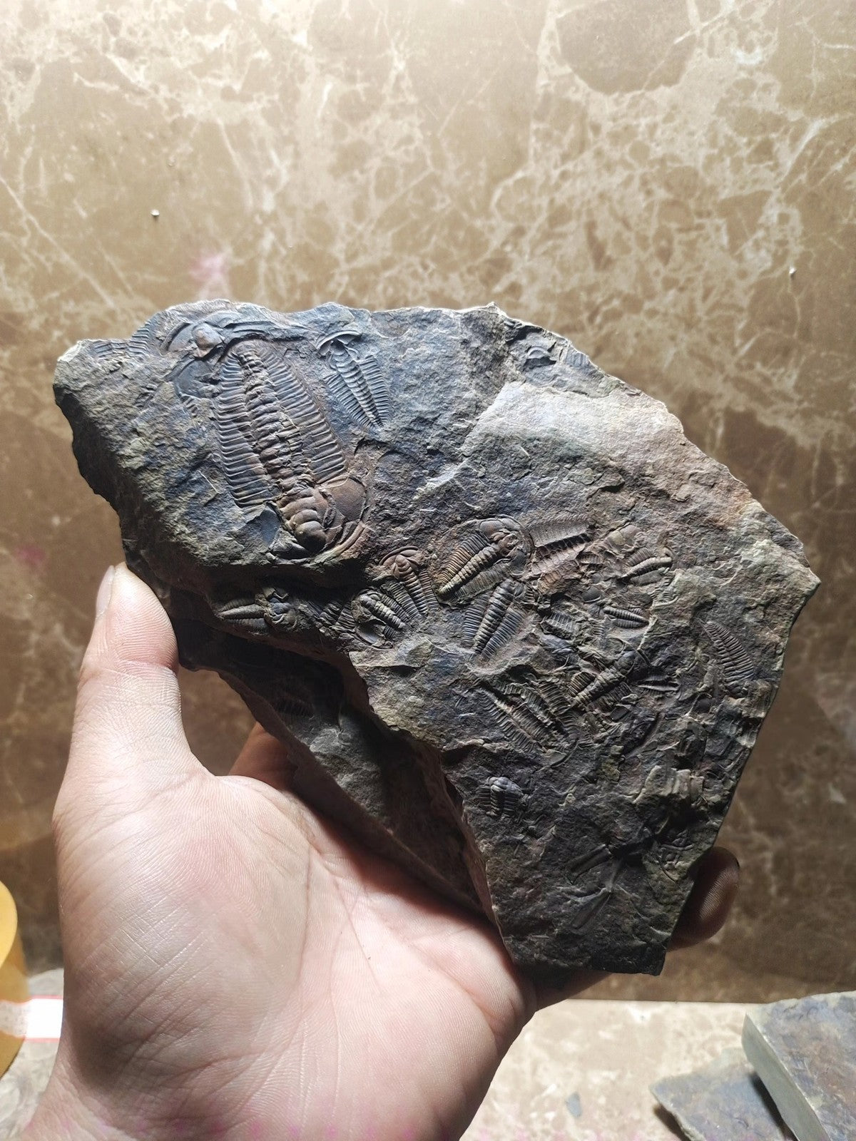 92201 From The Jurassic Daohugou Period Exquisite Insect Fossils Collection