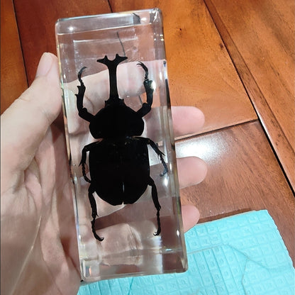 Real Rhinoceros Beetle Resin Specimen 110x43mm Paperweight & Educational Decor