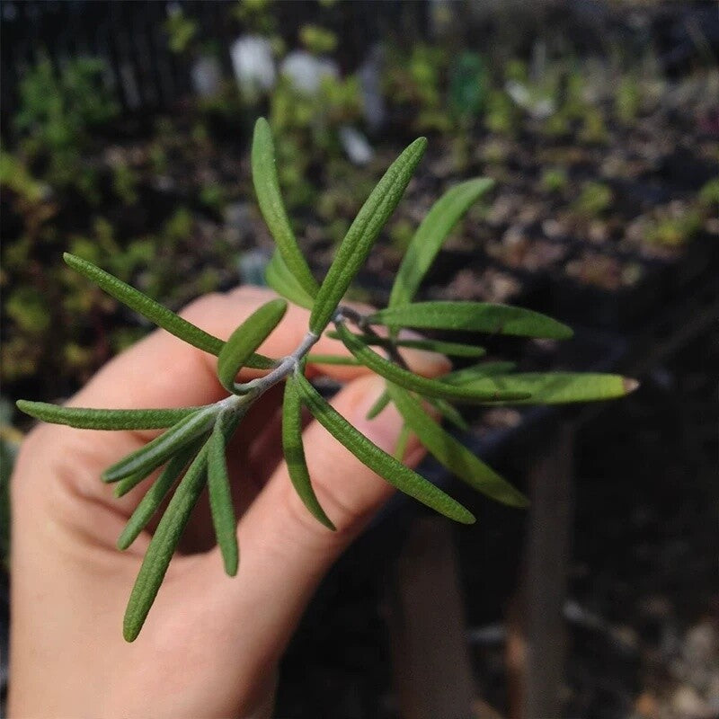 Dry Rosemary Herb Organic Herba Rosemary Leaf Tea Dried Rosemary 500g