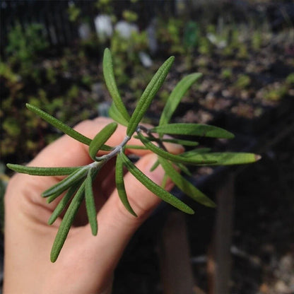 Dry Rosemary Herb Organic Herba Rosemary Leaf Tea Dried Rosemary 500g