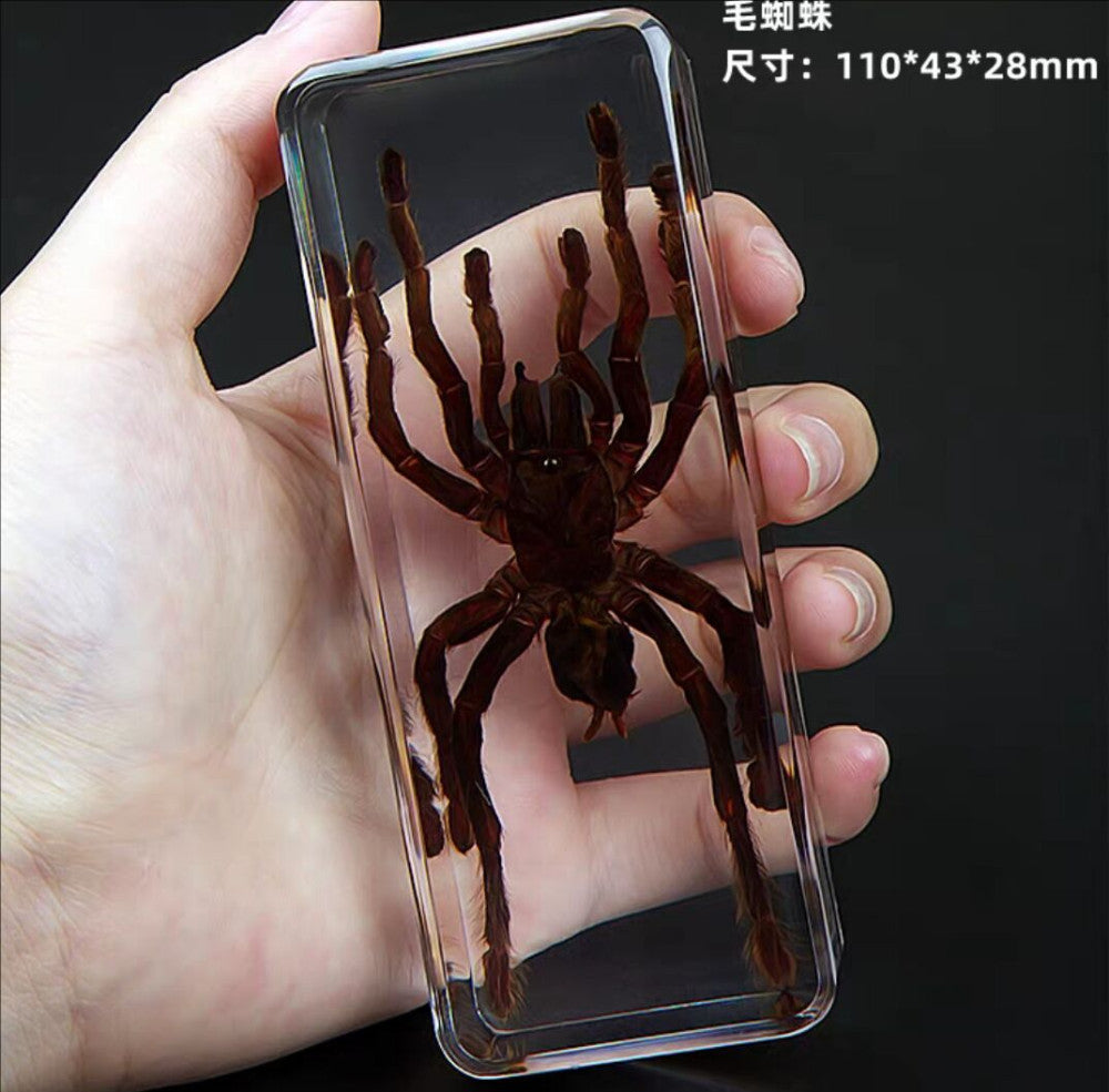 4.3" Giant Golden Earth Tiger Tarantula Spider Specimen Amber Clear Lucite Block