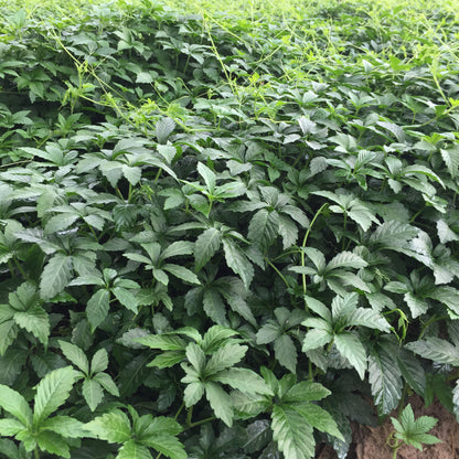 Jiaogulan Wild Aescinate Gynostemma pentaphyllum Health Tea Chinese Herbal Tea